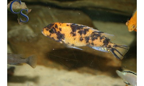 Metriaclima estherae OB